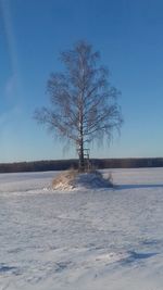 Bare tree on snow covered landscape against blue sky