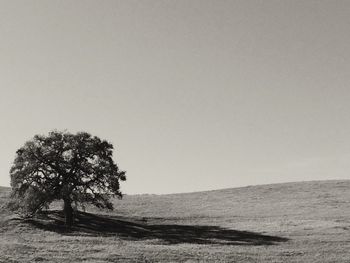 Trees on landscape against clear sky