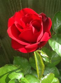 Close-up of red rose