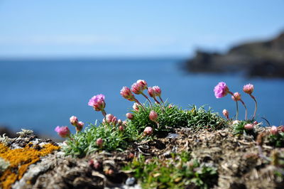 Close-up of flowering plants by sea against sky