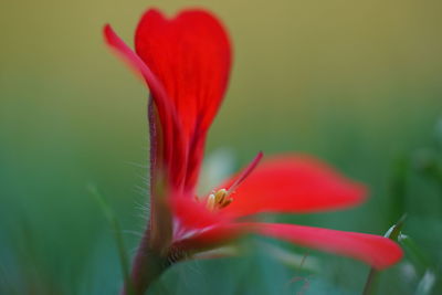 Close-up of red flower