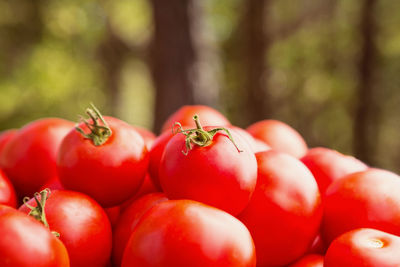 Close-up of tomatoes