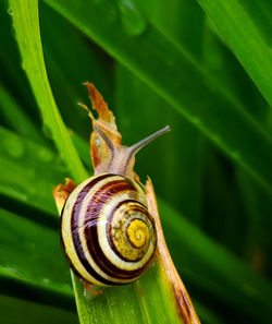 Close-up of snail on leaf