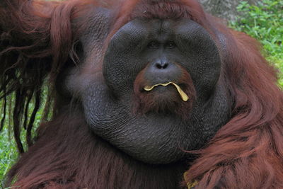 Close-up portrait of orang utan