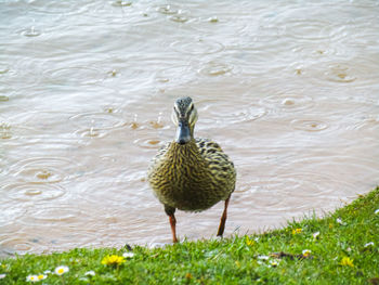 Bird swimming in a lake