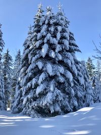 Snow capped fir