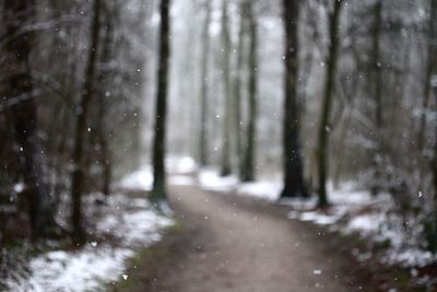 Narrow road along trees