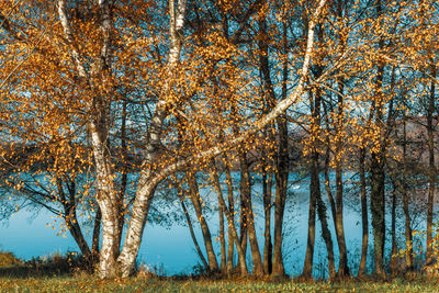 Trees on landscape during autumn