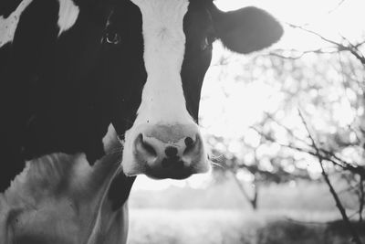 Close-up of cow on field