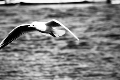 Close-up of seagull flying over water