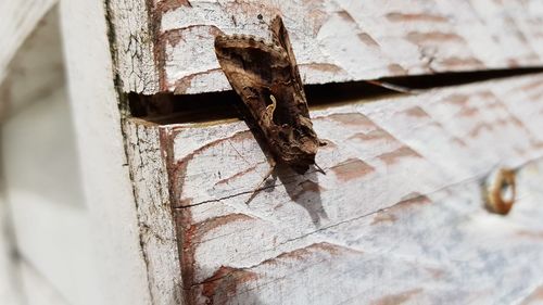 Close-up of old rusty metal door