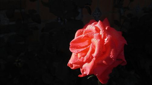 Close-up of red rose over black background