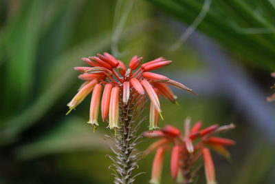 Close-up of red flowering plant