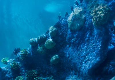 Fish swimming in sea
