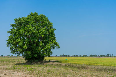 Blue sky with big tree and green field landscape