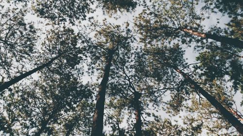 Low angle view of trees against sky