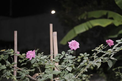 Close-up of pink flowering plants