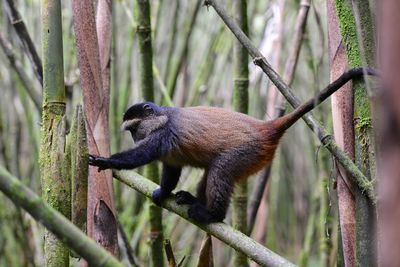 Monkeys in a forest