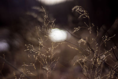 Close-up of plants at night