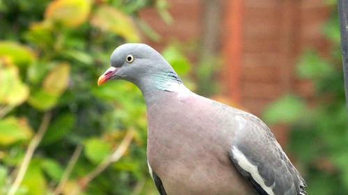 Close-up of seagull perching on land