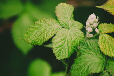 Close-up of green leaves