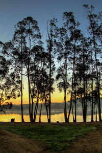 Silhouette trees on beach against sky during sunset