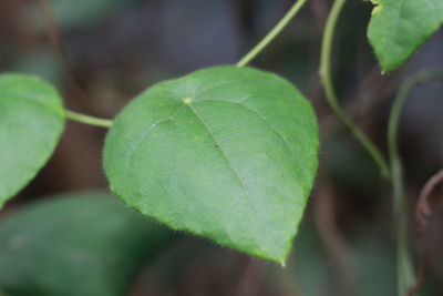 leaf