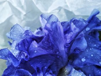 Close-up of water drops on flower