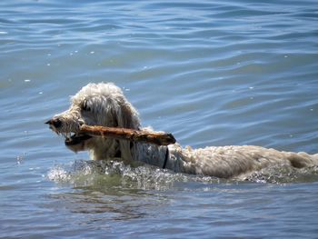 Dog swimming in lake