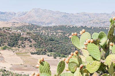 Plants growing on land against mountains