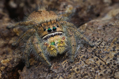 Close-up of spider on rock