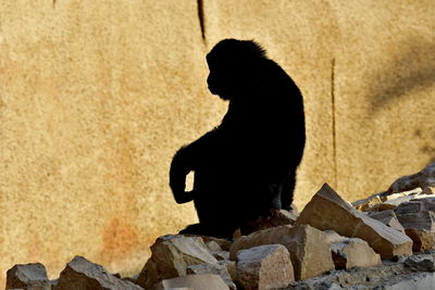 Black cat sitting on rock