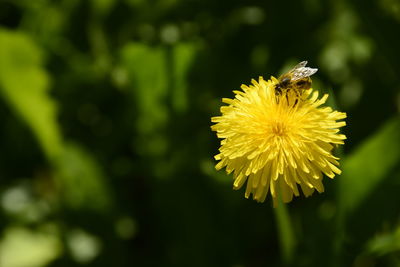 Close-up of honey bee on yellow flower