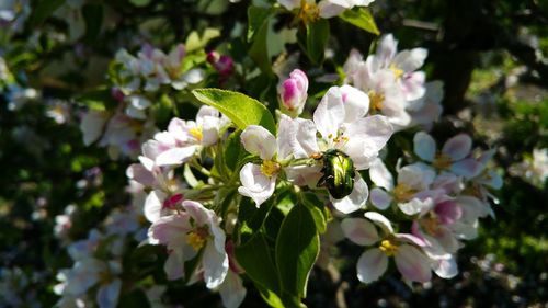 Close-up of flowers