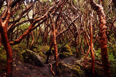 Trees in forest