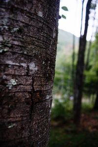 Close-up of tree trunk