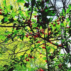 Low angle view of berries on tree