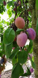 Close-up of fruit growing on tree