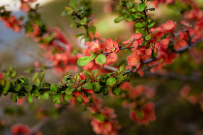 Close-up of flowering plants on tree