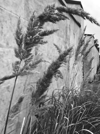 Close-up of fresh plants on field