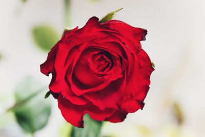 Close-up of red rose blooming outdoors