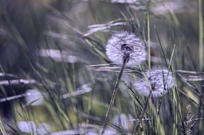 Close-up of dandelion flower on field