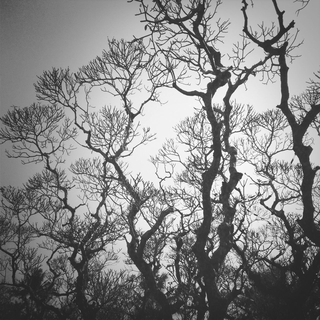 branch, tree, low angle view, bare tree, silhouette, sky, clear sky, nature, tranquility, beauty in nature, growth, scenics, outdoors, no people, tree trunk, tranquil scene, day, dusk, high section, sunlight