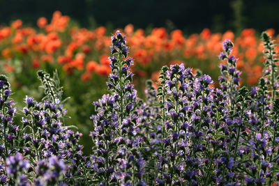 Close-up of purple flowering plants on field