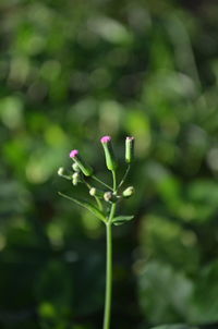 Close-up of pink flowering plant