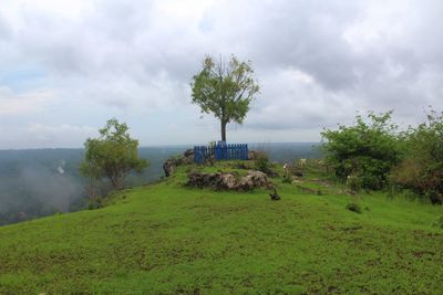 Trees on field against sky