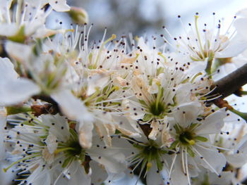 Close-up of fresh white flowers on tree