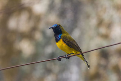 Close-up of bird perching on cable