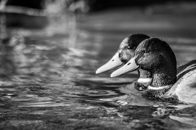 animal themes