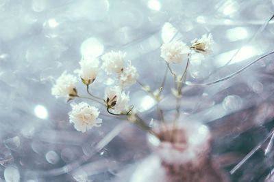 Close-up of white cherry blossom